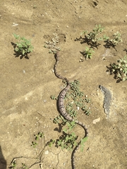 Trimorphodon biscutatus