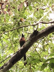 Electron platyrhynchum