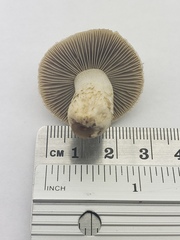 Psathyrella epimyces