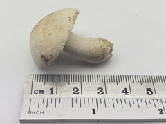 Psathyrella epimyces