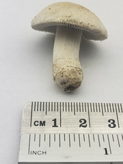Psathyrella epimyces