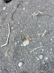 Charadrius bicinctus bicinctus