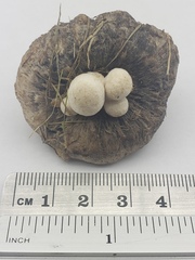 Psathyrella epimyces