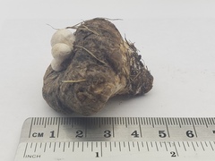 Psathyrella epimyces