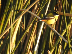 Tachuris rubrigastra