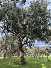Eucalyptus goniocalyx
