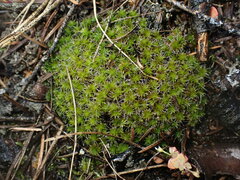 Syntrichia