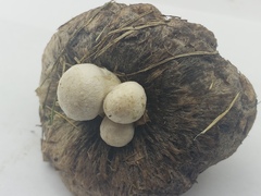 Psathyrella epimyces