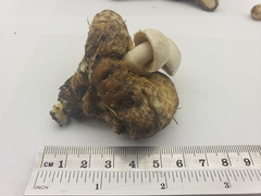 Psathyrella epimyces