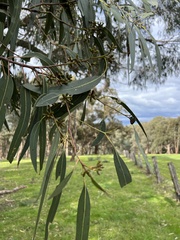 Eucalyptus goniocalyx
