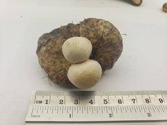 Psathyrella epimyces