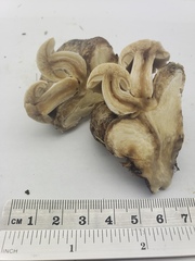 Psathyrella epimyces