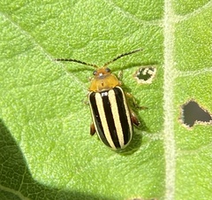 Disonycha glabrata
