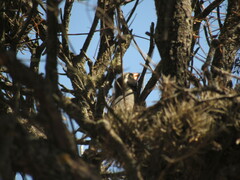 Saltator aurantiirostris