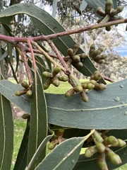 Eucalyptus goniocalyx