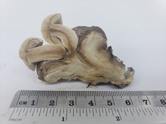 Psathyrella epimyces