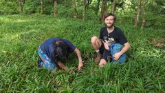 Psilocybe subtropicalis