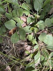 Antennaria plantaginifolia