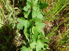 Sanicula crassicaulis