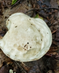 Leccinellum albellum