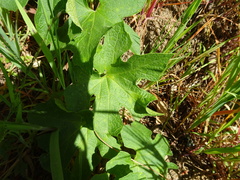 Sanicula crassicaulis