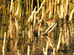 Phleocryptes melanops