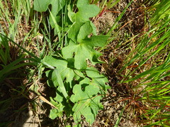 Sanicula crassicaulis