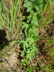 Sanicula crassicaulis