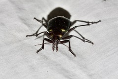 Calosoma schayeri