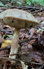 Leccinellum albellum