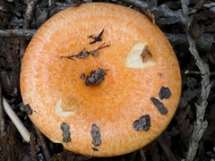 Lactarius deterrimus