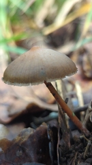 Psilocybe subtropicalis