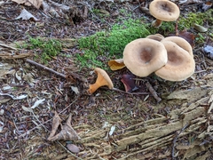 Lactarius helvus