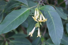 Cestrum nocturnum