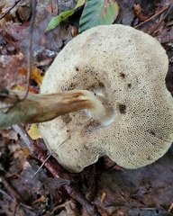 Leccinellum albellum