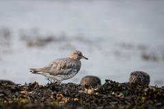 Calidris virgata