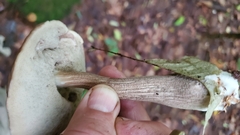 Leccinellum albellum