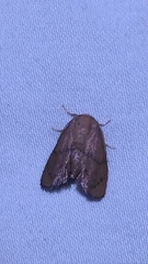 Heterogenea shurtleffi