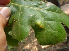 Taphrina caerulescens