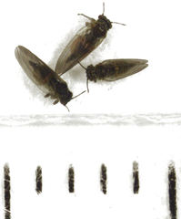 Blastopsylla occidentalis