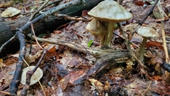 Leccinellum albellum