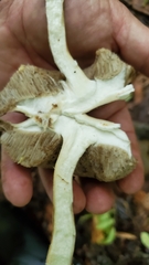 Leccinellum albellum