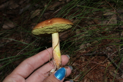 Hemileccinum rubropunctum
