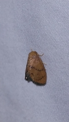 Heterogenea shurtleffi