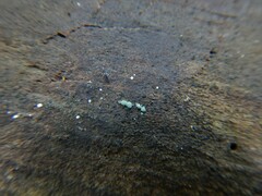 Penicillium