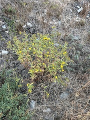 Grindelia