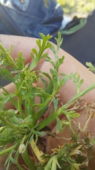 Lepidium strictum