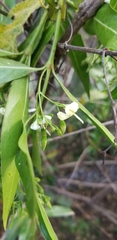 Kraussia floribunda