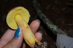 Hemileccinum rubropunctum