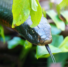 Pseudechis porphyriacus